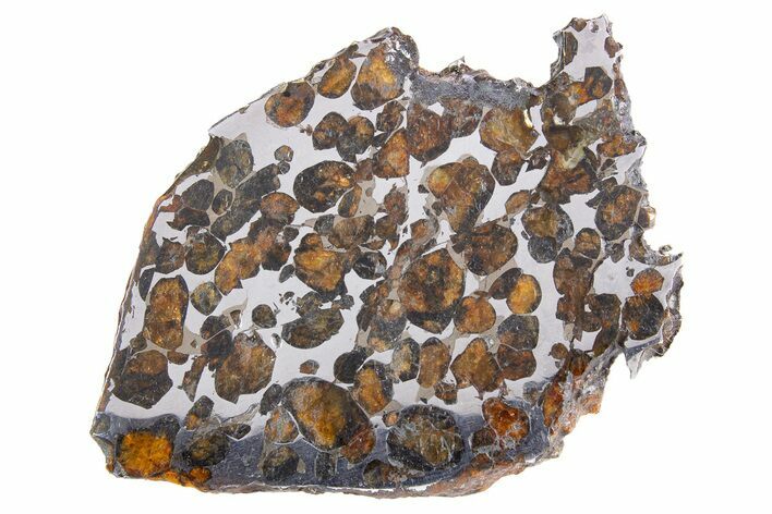 Polished Sericho Pallasite Meteorite ( g) Slice - Kenya #300771
